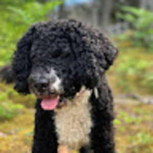 Meet your Posher, Auden